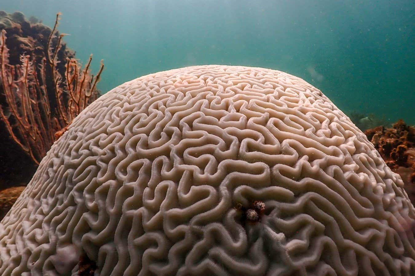 Emettere suoni sottomarini potrebbe assistere le barriere coralline nella lotta contro il surriscaldamento globale