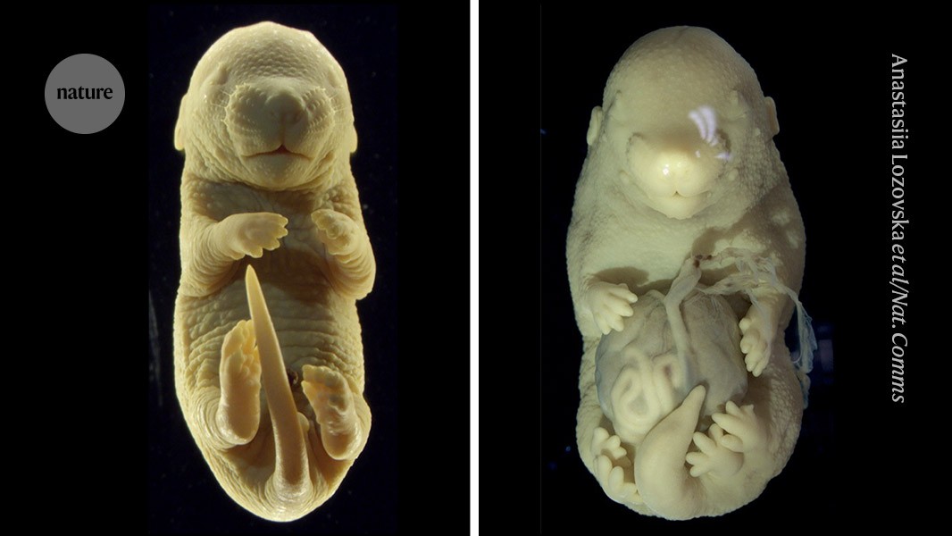 Gli scienziati hanno creato un embrione di topo a sei zampe: ecco perché