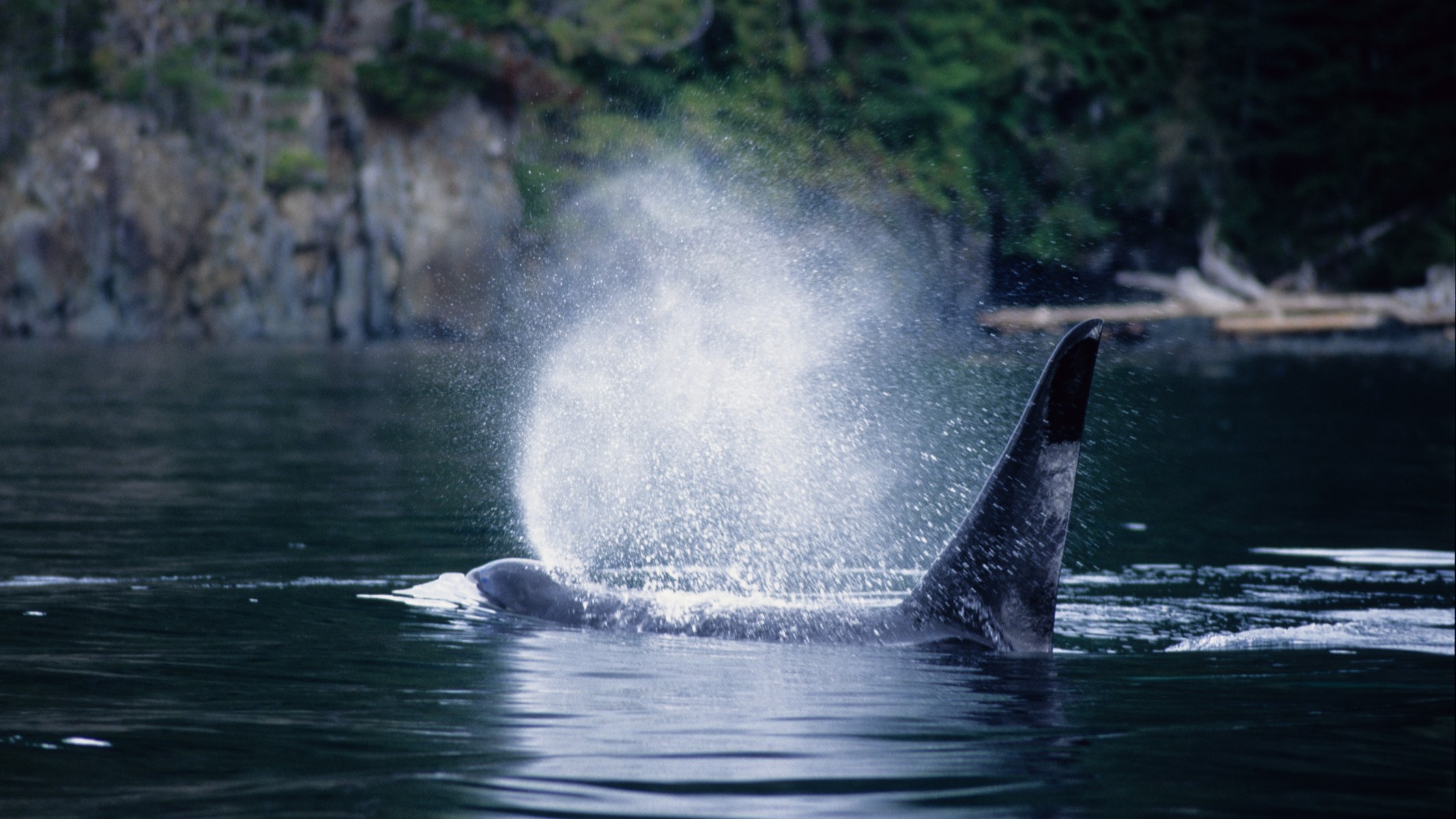 Il vitello dell’orca si rifiuta di lasciare una laguna dove sua madre si è arenata ed è morta al largo dell’isola di Vancouver