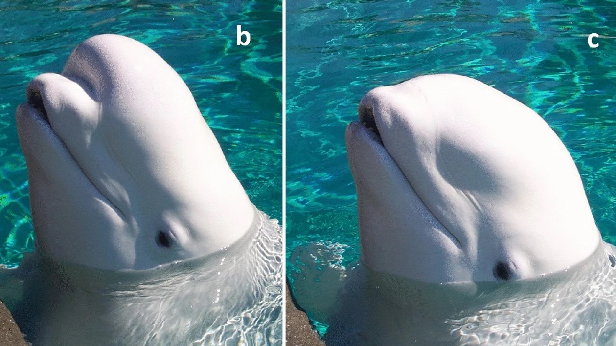 Osserva le balene beluga comunicare cambiando la forma delle loro teste di melone secondo un comportamento mai documentato prima