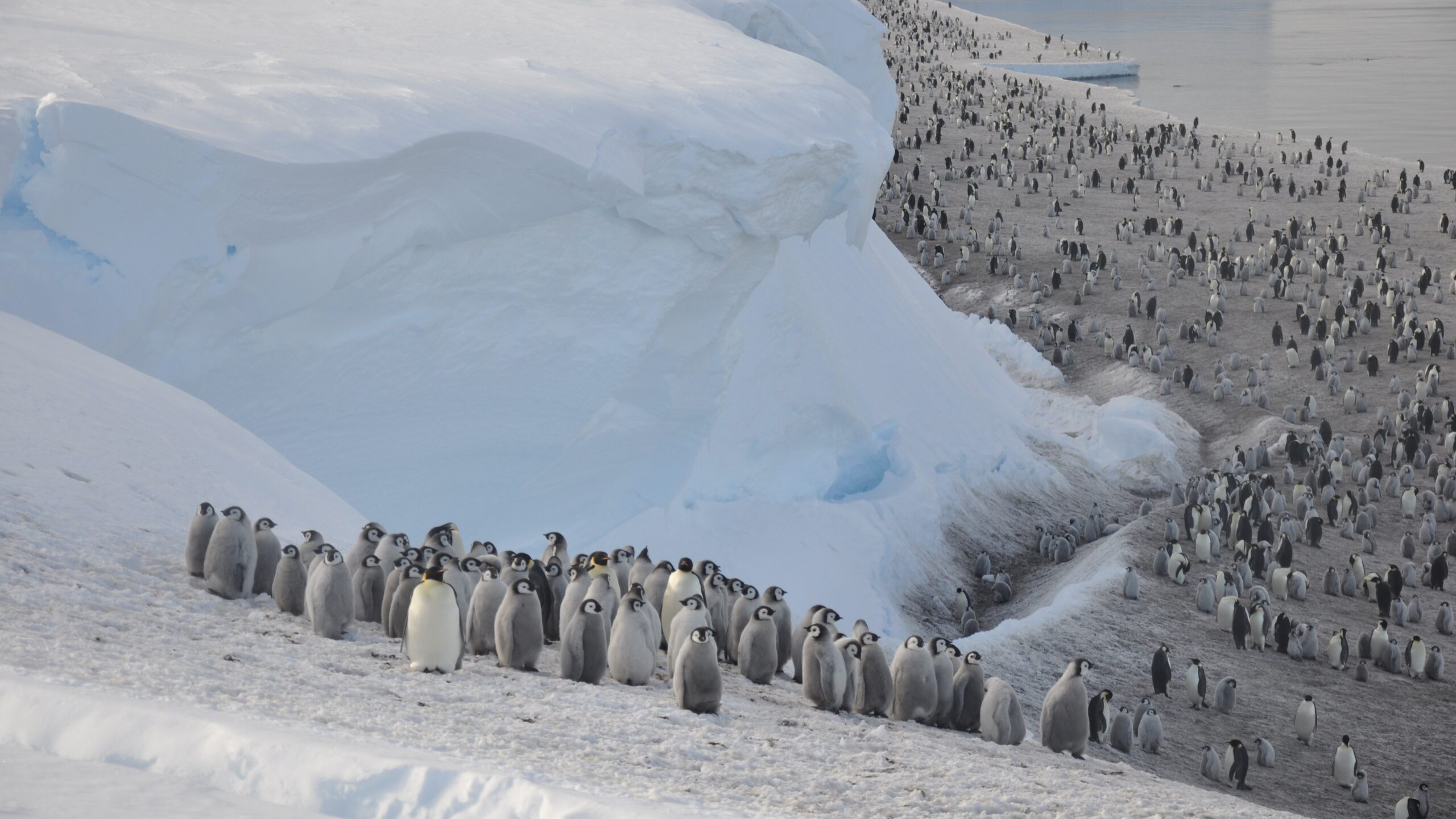 Centinaia di pulcini di pinguino imperatore avvistati mentre si tuffavano da una scogliera di 50 piedi in un filmato unico nel suo genere