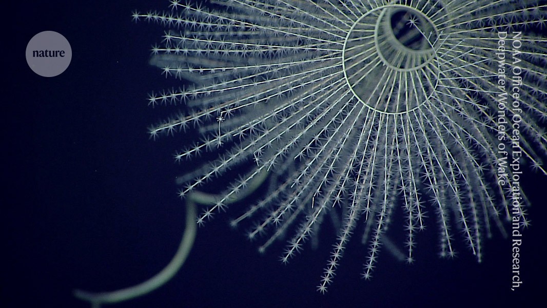 I primi animali luminosi illuminarono gli oceani mezzo miliardo di anni fa
