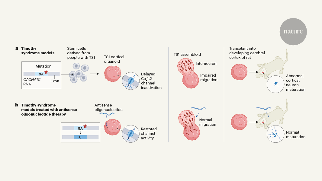 Il targeting dell’RNA apre strade terapeutiche per la sindrome di Timothy