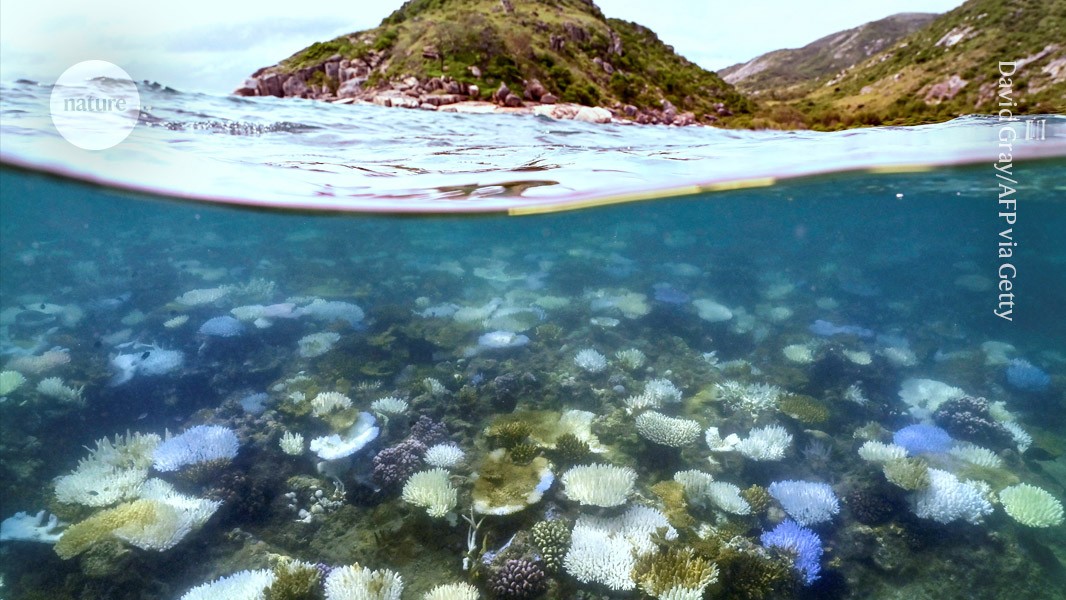 La Grande Barriera Corallina australiana si sta “trasformando” a causa del ripetuto sbiancamento dei coralli