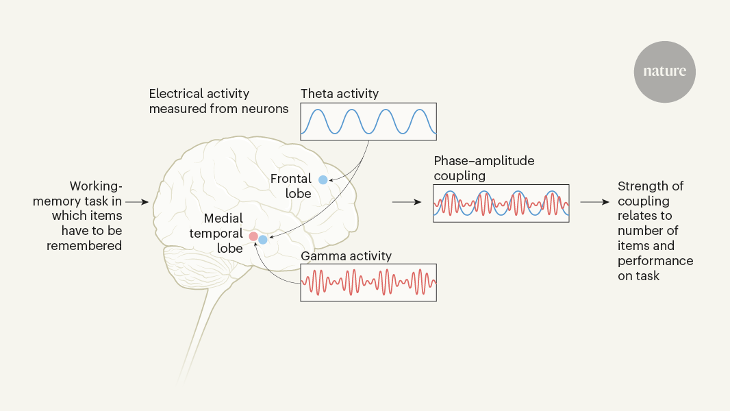 L’attività neurale accoppiata controlla la memoria di lavoro negli esseri umani