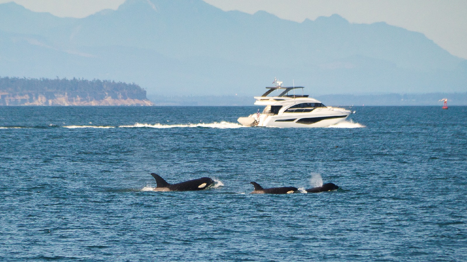 Le famigerate orche che affondavano le barche furono avvistate a centinaia di miglia da dove dovrebbero essere, sconcertando gli scienziati