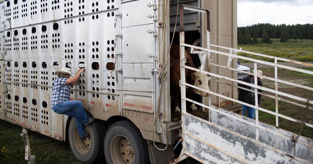 Le mucche da latte trasportate tra gli Stati devono ora essere sottoposte al test per l’influenza aviaria