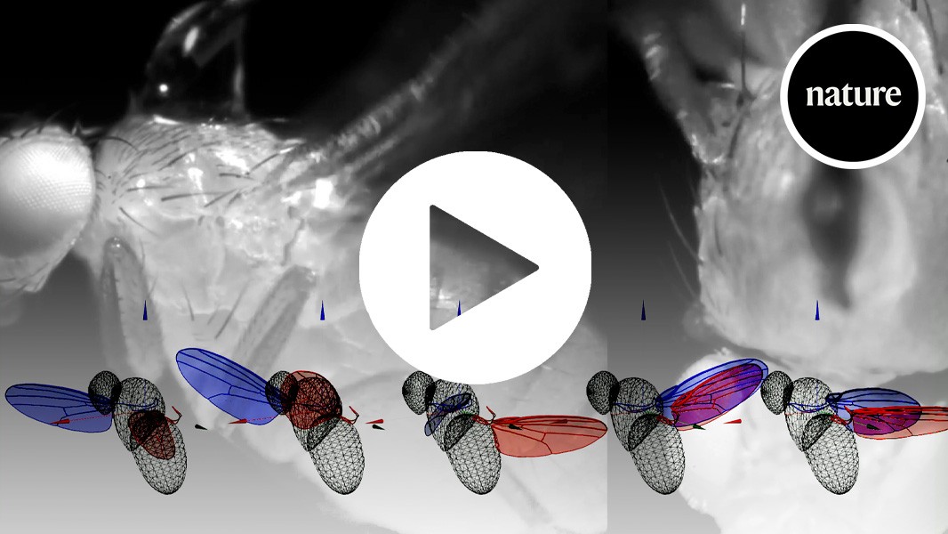 L’intelligenza artificiale e la robotica demistificano il funzionamento delle ali di una mosca