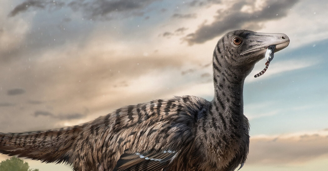 Un megaraptor emerge da fossili di impronte, suggerisce uno studio