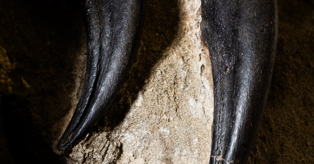 Un museo della Carolina del Nord spera che i fossili risolvano il mistero dei dinosauri